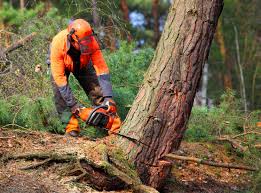 How Our Tree Care Process Works  in Cleveland, TN